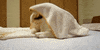 puppy dog GIF