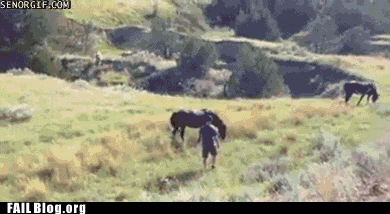 horse fail GIF by Cheezburger