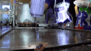GIF by Tarleton State University