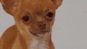 bae thought GIF