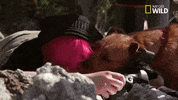 pupparazzi puppy potty face GIF by Nat Geo Wild