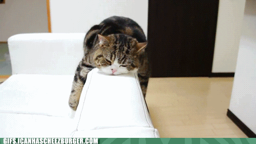cat love GIF by Cheezburger
