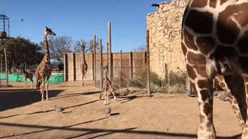 Giraffe Calf Has Fun Playing in the Sun at Abilene Zoo