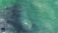 Shark Torments School of Fish Off Coast of New York