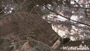 wildlife GIF by BBC Earth