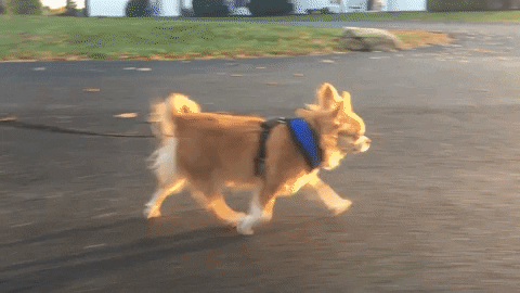 speed walking dog GIF by KeepUpWithJaz