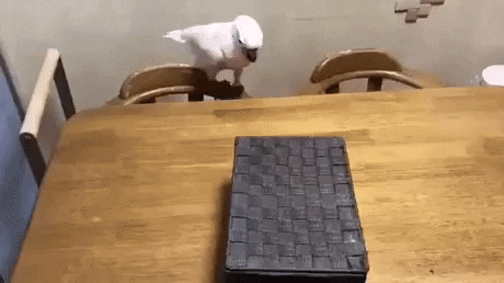 xSLYGUYx giphyupload GIF