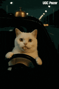 Cat Meme GIF by UGCPazar