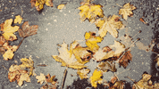 autumn GIF