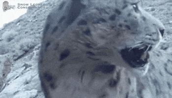 SnowLeopardConservancy snow wildlife boop leopard GIF