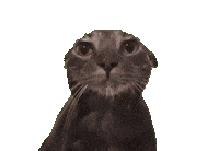 Sticker ねこ Sticker by Japan