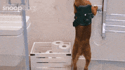 Channel 4 Dogs GIF by Stellify Media