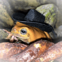 Cowboy Howdy GIF by jOnNy'S wOrLd