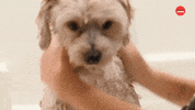 Dogs Puppy GIF by BuzzFeed
