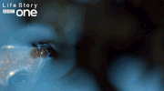 bbc one wildlife GIF by BBC