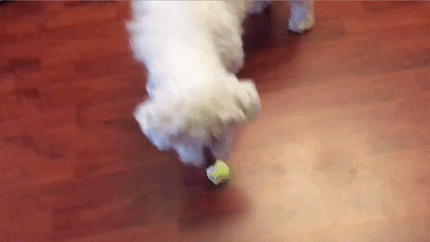 dog ball GIF