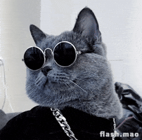 flashmao cat fashion cool chill GIF