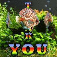 Freshwater Fish Thank You GIF