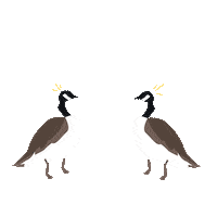 Goose Uwaterloo Sticker by YourWusa