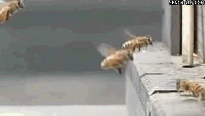 bee falling GIF by Cheezburger