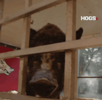 Pig Arkansas GIF by Hogs+