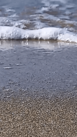 Simongip giphygifmaker GIF