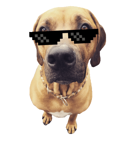 dog sunglasses Sticker by Tales&Tails