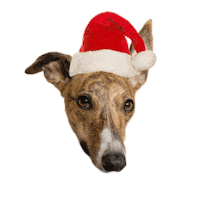 Christmas Lolly The Whippet Sticker