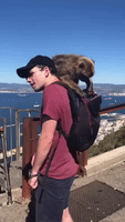'He's Got the Birth Certificate!' British Tourist Ambushed by Thieving Monkeys Ahead of Gibraltar Wedding