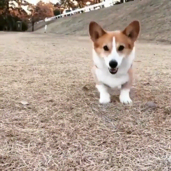 GIF by Giphy QA