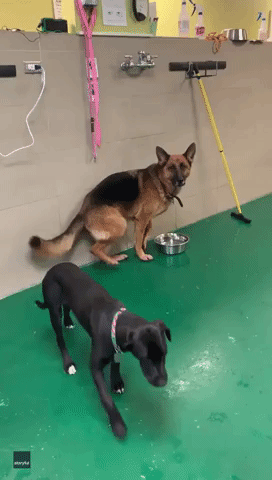 Pampered Pooch Only Wants Water Straight From the Faucet