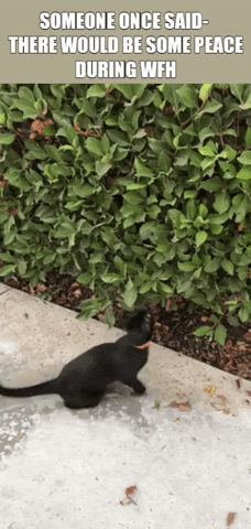 ritiksinghf065 giphygifmaker giphyattribution GIF