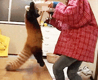 hungry red panda GIF