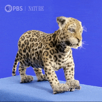 Pbs Nature Animales GIF by Nature on PBS