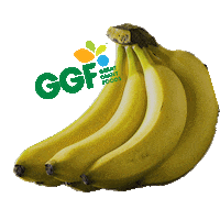 Carnegie_GGF great banana pineapple fruits Sticker