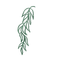 Plants Leaves Sticker
