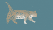 Cat GIF