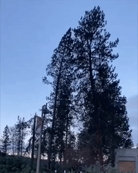 'That Big One's Gonna Go': Car Smashed by Fallen Tree in Idaho Storm