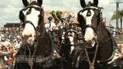 philladelphia phillies GIF by MLB