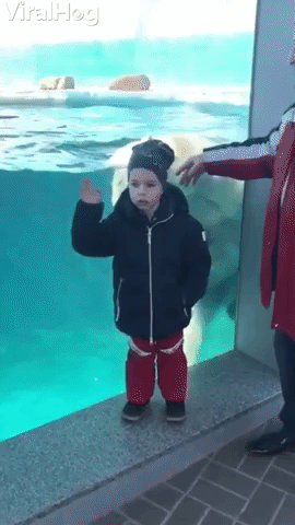 Polar Bear Plays By Boy in the Pool