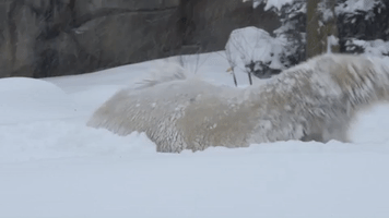 Hudson the Polar Bear Can't Get Enough of Fresh Snowfall at Chicago's Brookfield Zoo