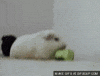 guinea pig GIF