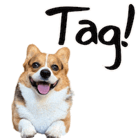 German Corgi Sticker