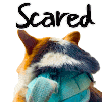 Scared Corgi Sticker