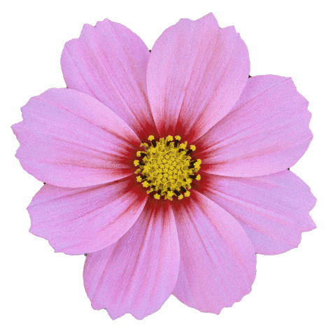 Pink Flower Sticker