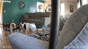Rambunctious Dog Wreaks Havoc On Living Room Furniture GIF by ViralHog