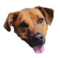 Gifsforgood Sticker by Red Beard