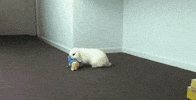 bunny rabbit GIF