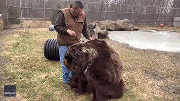 'Now the Belly' - Bears Enjoys Brushdown at New York Wildlife Center