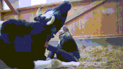 neck GIF